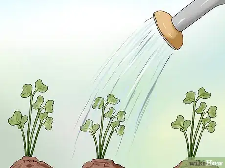 Imagen titulada Plant Cabbage Step 11