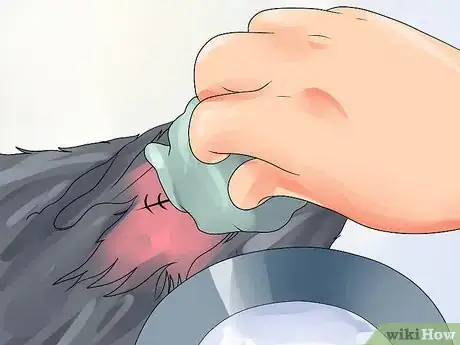 Imagen titulada Treat Ear Haematomas in Cats Step 10