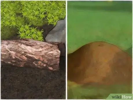 Imagen titulada Identify a Queen Ant Step 5