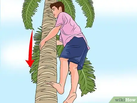 Imagen titulada Climb a Palm Tree Step 6