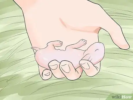 Imagen titulada Care for Newborn Rabbits Step 4