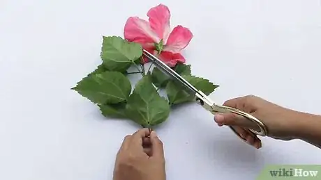 Imagen titulada Dissect a Flower Step 1