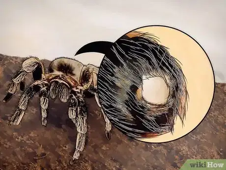 Imagen titulada Tell if Your Tarantula Is Molting Step 4