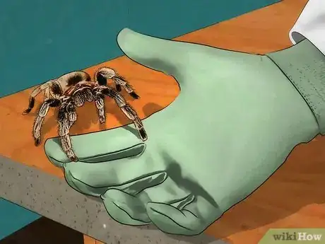 Imagen titulada Pick up a Tarantula Step 2