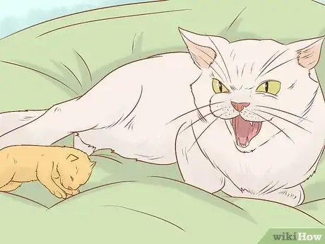 Imagen titulada Tell if a Cat Still Has Kittens Inside Step 7