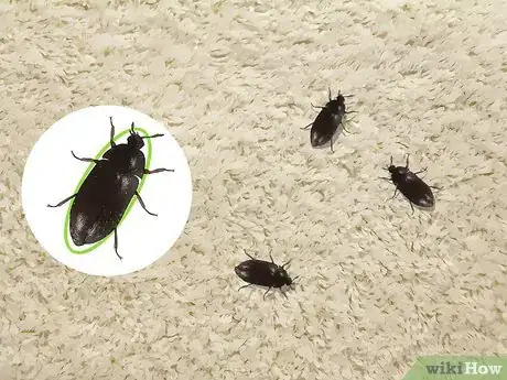 Imagen titulada Identify Beetles Step 13