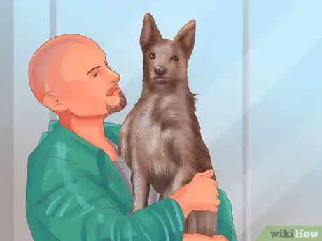 Imagen titulada Buy Already Trained Dogs Step 8