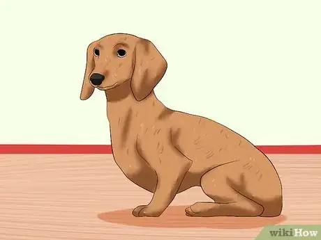 Imagen titulada Train Dachshunds Step 14
