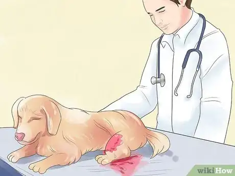 Imagen titulada Treat Dog Bite Wounds on Dogs Step 1