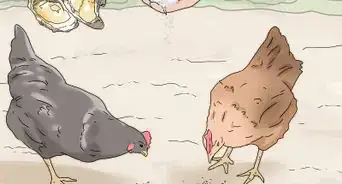 alimentar a las gallinas con cáscaras de huevo