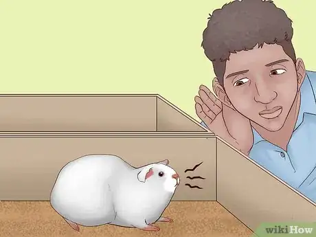Imagen titulada Care for a Pregnant Guinea Pig Step 27