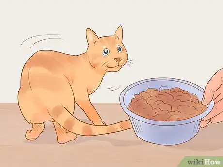 Imagen titulada Identify and Treat Liver Shunts in Cats Step 3