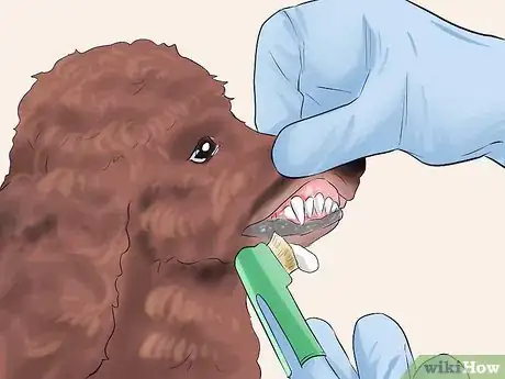 Imagen titulada Care for a Toy Poodle Step 16