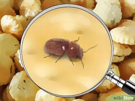 Imagen titulada Identify Beetles Step 18