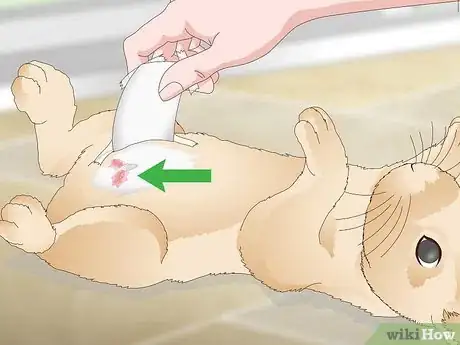 Imagen titulada Determine Whether to Have Your Rabbit Neutered Step 12