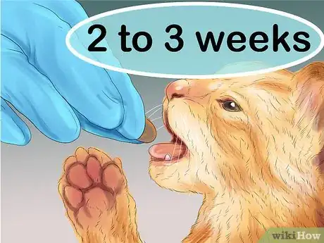 Imagen titulada Give Gabapentin to Cats with Cancer Step 13