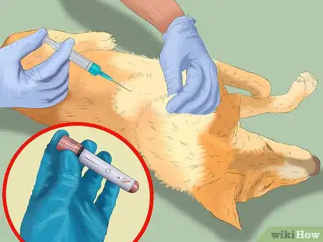 Imagen titulada Care for a Skunk Sprayed Dog Step 11