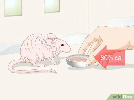 Imagen titulada Care for a Hairless Rat Step 1