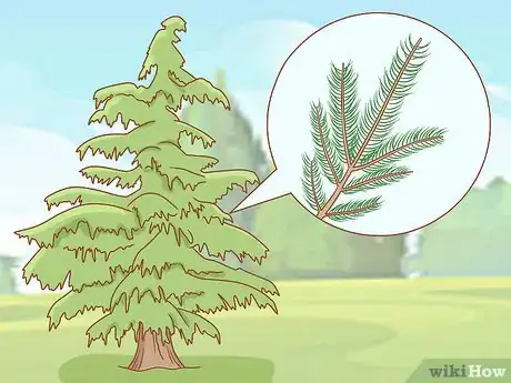 Imagen titulada Identify Cedar Trees Step 2