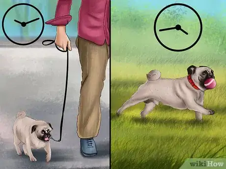 Imagen titulada Care for a Pug Step 7