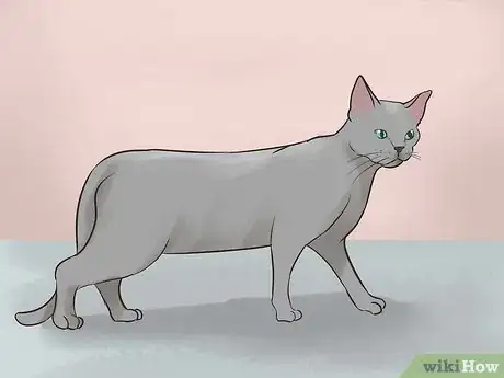 Imagen titulada Identify a Korat Cat Step 3
