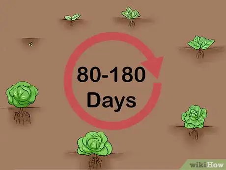 Imagen titulada Plant Cabbage Step 13