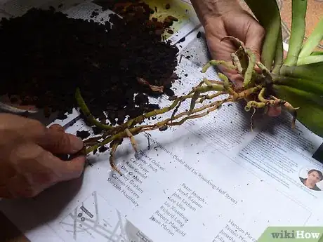 Imagen titulada Repot an Orchid Step 4