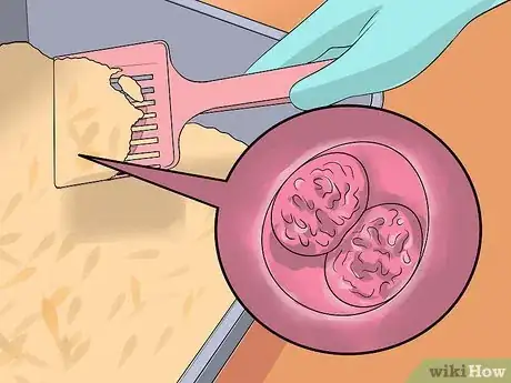 Imagen titulada Treat Coccidiosis in Cats Step 12