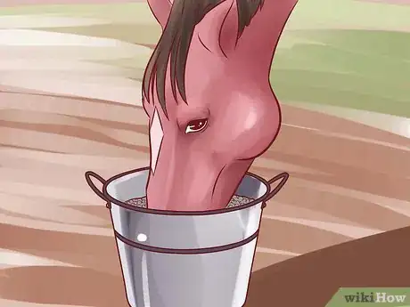 Imagen titulada Help a Horse Recover from Founder Step 12