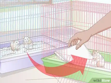 Imagen titulada Treat Skin Disease in Hamsters Step 12