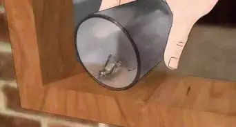 atrapar grillos en casa