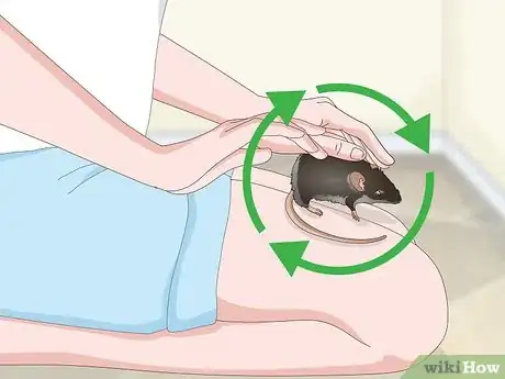 Imagen titulada Tame a Rat Step 16