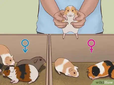 Imagen titulada Care for a Pregnant Guinea Pig Step 14