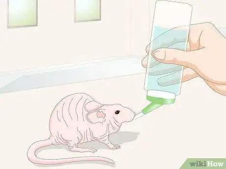 Imagen titulada Care for a Hairless Rat Step 4