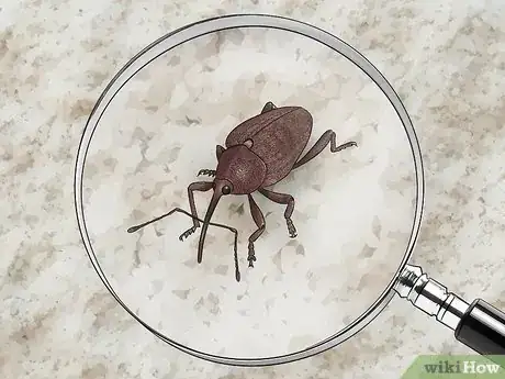 Imagen titulada Identify Beetles Step 20