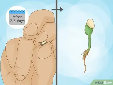 Imagen titulada Plant Sunflower Seeds Step 5