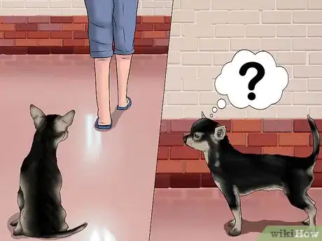 Imagen titulada Play with a Chihuahua Step 1