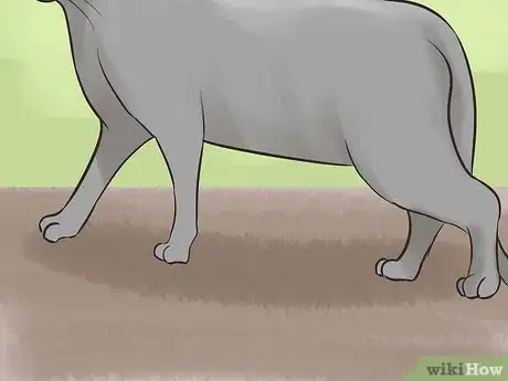 Imagen titulada Identify a Korat Cat Step 8