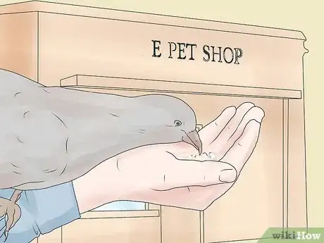 Imagen titulada Tame Pigeons to Be out of Cage Permanently Step 1