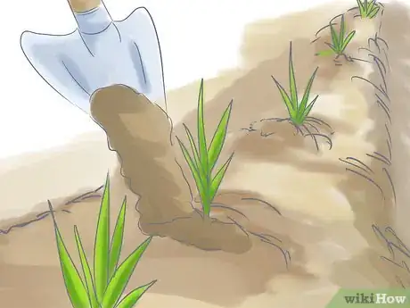 Imagen titulada Plant a Lawn from Stolons Step 10