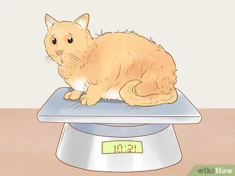 Imagen titulada Identify and Treat Liver Shunts in Cats Step 1