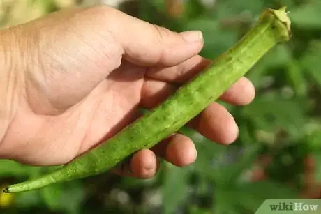 Imagen titulada Dry Okra Seeds Step 3