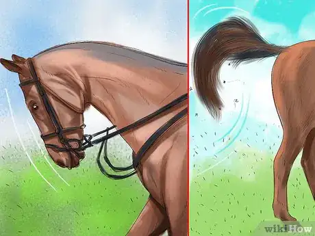 Imagen titulada Bond With Your Horse Using Natural Horsemanship Step 3