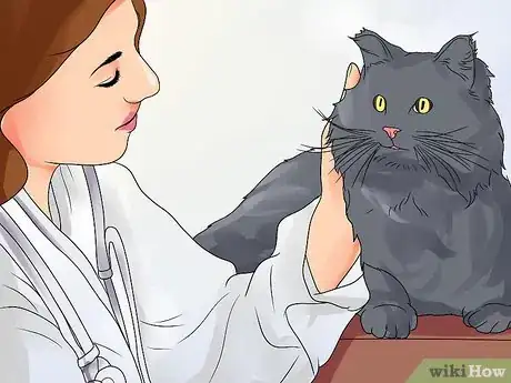 Imagen titulada Treat Ear Haematomas in Cats Step 13