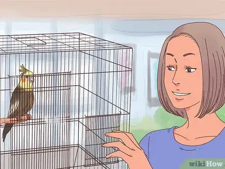 Imagen titulada Train Cockatiels Step 1