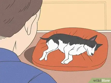 Imagen titulada Care for a Sick Dog Step 9