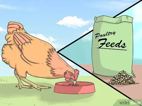 Imagen titulada Take Care of Chickens Step 19