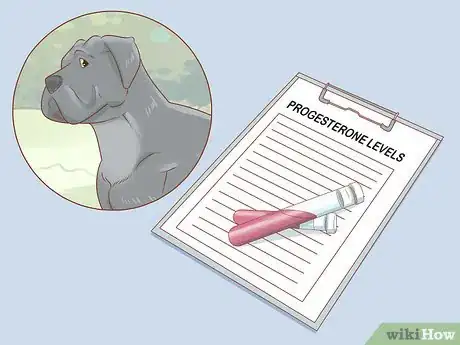 Imagen titulada Breed Cane Corso Step 3