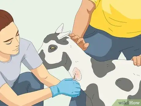 Imagen titulada Tell if a Goat Is Pregnant Step 15