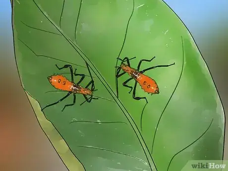 Imagen titulada Kill Leaf Footed Bugs Step 3